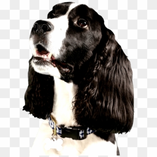 Cute Dog Looking Right At You With Big Brown Eyes - Dog Png, Transparent Png