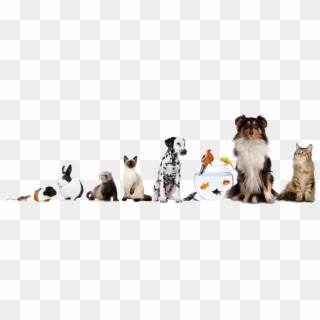 Call Us At 07581 - All Pets Png, Transparent Png