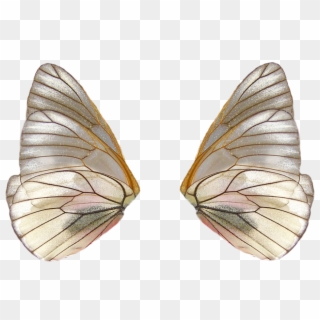 Share This Image - Realistic Fairy Wings Png, Transparent Png