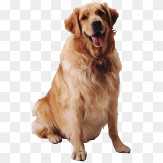 Dog, HD Png Download