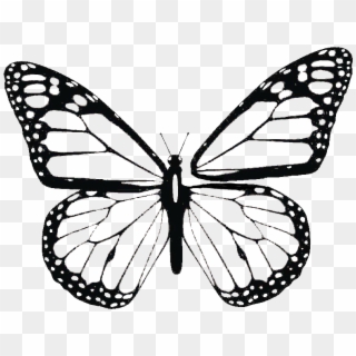 Thread - Butterfly - Mariposa Monarca Para Colorear, HD Png Download
