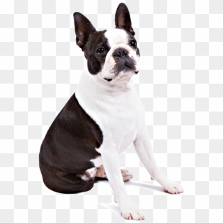 Image One - Boston Terrier Transparent Background, HD Png Download