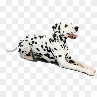 Dalmatian Dog Sitting - Dalmatian Dog Png, Transparent Png