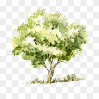 Watercolor Painting Sketch Trees Transprent Png Free - Tree Watercolor, Transparent Png