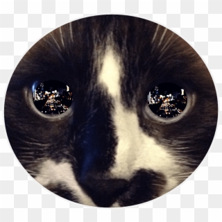 Free Png Download Reflection In Cat's Eye Png Images - Cat Eyes Reflection, Transparent Png