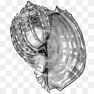 Sea Shell Drawing, HD Png Download