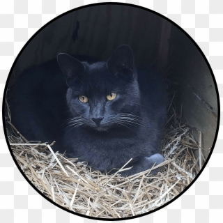 Tnr Achieves 72% Drop In Kitten Birth Rate Finds Alley - Black Cat, HD Png Download