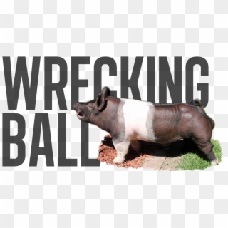 Wrecking Ball - Pre-order - Overrun - Last Call - - Suidae, HD Png Download