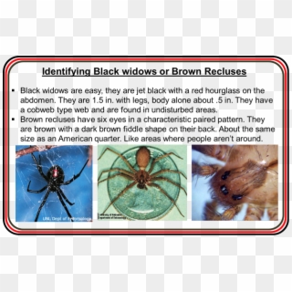 Identification Of Brown Recluse And Black Widow Spiders, HD Png Download