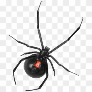 Black Widow Control Boise Idaho - Png Big Spider Web, Transparent Png