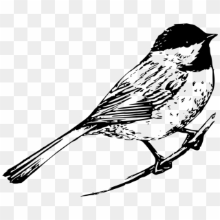 Download Png - Drawing Black And White Bird, Transparent Png