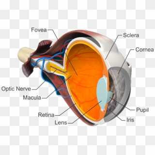 Many People Have Typical Or Common Eye Concerns Or - Eye, HD Png Download