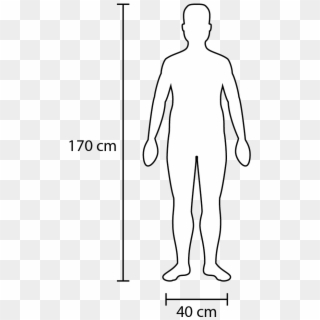 Width And Height Of A Fairly Average Adult - Human Figure Scale 1 25, HD Png Download