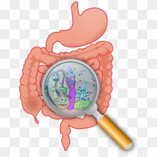 Researchers Find Bacteria Residing In Guts Of Mice - Gut Probiotic, HD Png Download