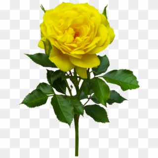 Yellow Rose - Transparent Background Yellow Rose Png, Png Download