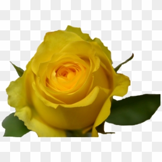 Yellow Rose, HD Png Download