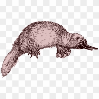 Preview - Platypus Line Drawing, HD Png Download