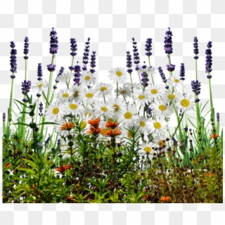 Wildflowers Png PNG Transparent For Free Download - PngFind