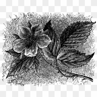 Digital Flower Illustration - Begonia, HD Png Download
