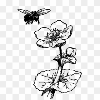 Digital Wildflower Downloads - Bee On Flower Drawing, HD Png Download