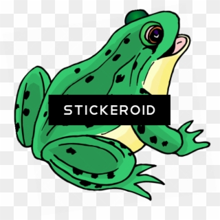 Frog Clip Art - Frog Clipart, HD Png Download