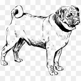 Dog Black And White Png - Mamiferos Blanco Y Negro, Transparent Png