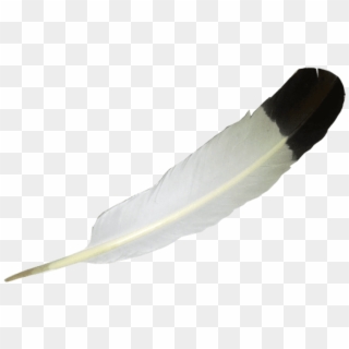 Eagle Feather Png , Png Download - Eagle Feather Transparent Background, Png Download
