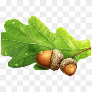 Acorn Clipart Oak Leaf - Live Oak Acorns Png, Transparent Png