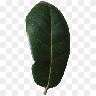 Simple - Live Oak Leaf Png, Transparent Png