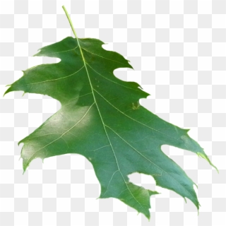 Quercus Rubra Leaf - Maple Leaf, HD Png Download