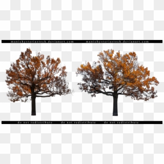 1024 X 535 2 - Fall Tree Cut Out, HD Png Download
