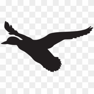 8000 X 4502 6 - Flying Duck Silhouette Png, Transparent Png