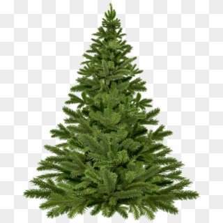 The Great Tree Debate - Real Christmas Tree Png, Transparent Png