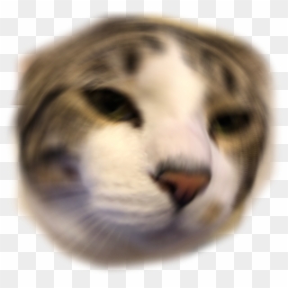 Trevorsayswut Discord Emoji - Domestic Short-haired Cat, HD Png Download
