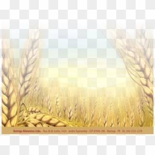 Dutrigo - - - - Wheat, HD Png Download