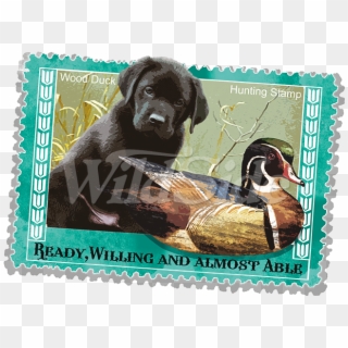 Wood Duck Hunting Stamp - Labrador Retriever, HD Png Download