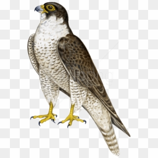 Free Png Download Falcon Png Images Background Png - Peregrine Falcon Transparent Background, Png Download