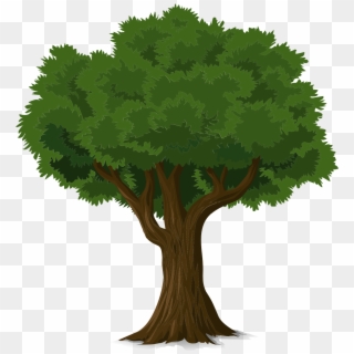 Tree, Forest, Trunk, Nature, Leaves, Branches, Organic - Png Tree Illustration, Transparent Png