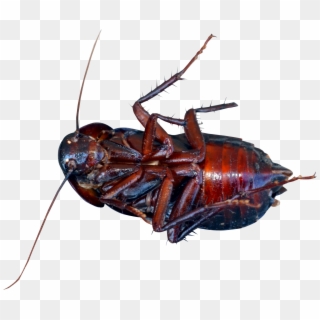 Cockroach Png, Transparent Png