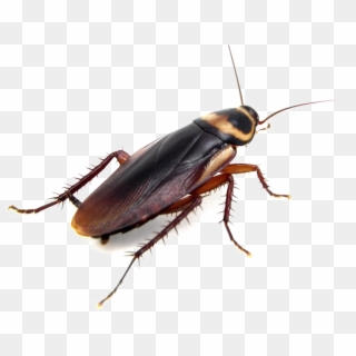 Cockroach Png Clipart Background - Do Cockroaches Look Like, Transparent Png