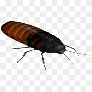 Cockroach Png - Madagascar Hissing Roaches Png, Transparent Png
