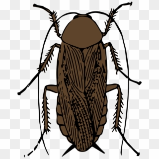Cockroach Information - Cockroach Black And White, HD Png Download