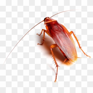 Roach Transparent Images - Roach Png, Png Download