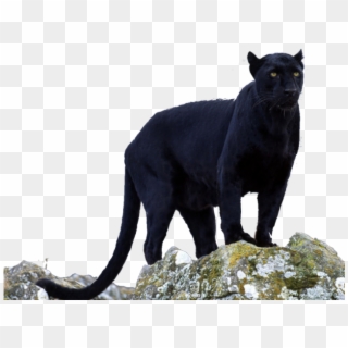 Panther Png Transparent Images - Black Panther Animal, Png Download