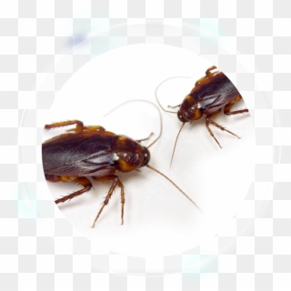 Cockroach Has How Many Legs, HD Png Download