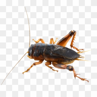 Cricket Insect Photos - 昆虫 蟋蟀, HD Png Download
