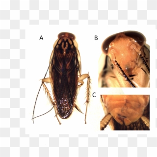 Euphyllodromia Amazoniana - Cockroach, HD Png Download