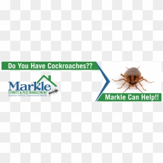 Cockroaches - Sign, HD Png Download