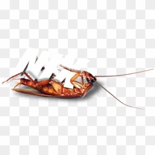 Terminix Roach - Cockroach Control Banner Png, Transparent Png