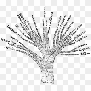 Ganong Cactaceae Phylogenetic Tree 1898 - Old Phylogenetic Tree, HD Png Download